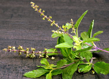 Holy Basil | Akshar Ayurveda