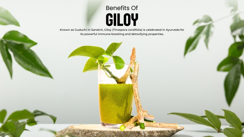 Giloy (Guduchi): Ayurveda’s Rejuvenating Herb 