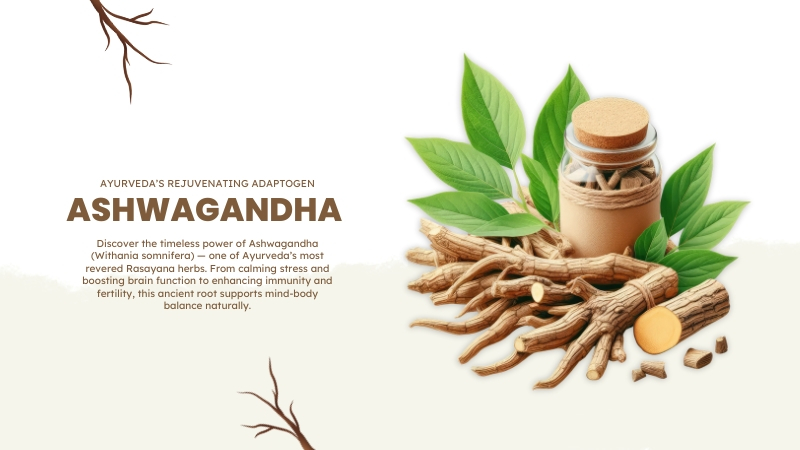 Ashwagandha: Ayurveda’s Rejuvenating Adaptogen