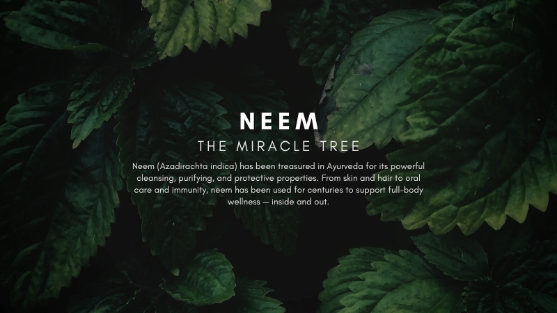 Neem: The Sacred Tree in Ayurveda