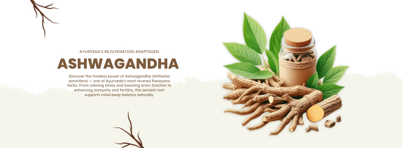 Ashwagandha: Ayurveda’s Rejuvenating Adaptogen